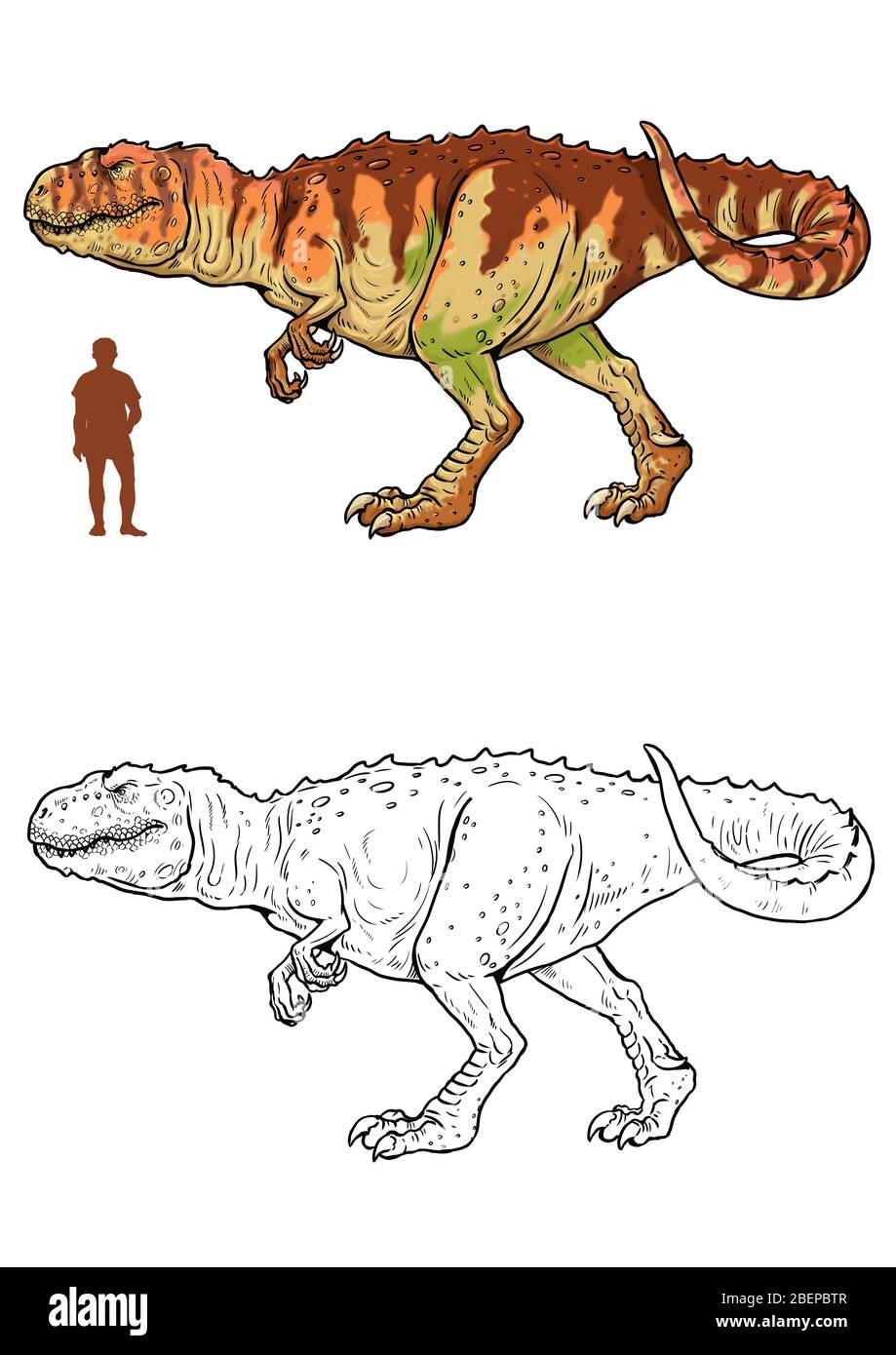 Dinosaure carnivore - giganotosaurus. Comparaison entre le dinosaure et l'homme. Page coloration Dino. Banque D'Images