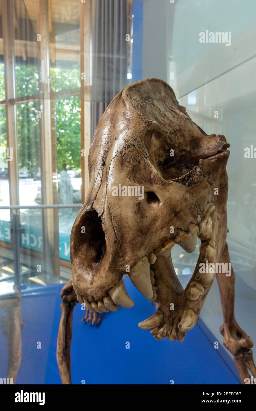 Crâne d'une grotte hyena (höhlenhyäne) squelette fossile exposé dans le musée Siegsdorf Mammoth, Siegsdorf, Bavière, Allemagne. Banque D'Images