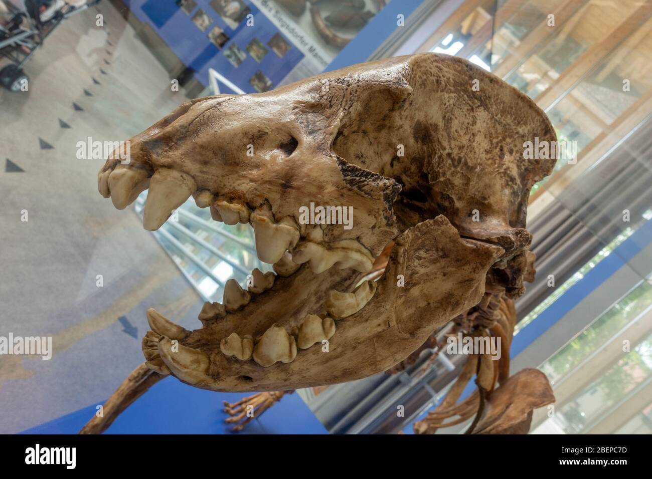 Crâne d'une grotte hyena (höhlenhyäne) squelette fossile exposé dans le musée Siegsdorf Mammoth, Siegsdorf, Bavière, Allemagne. Banque D'Images