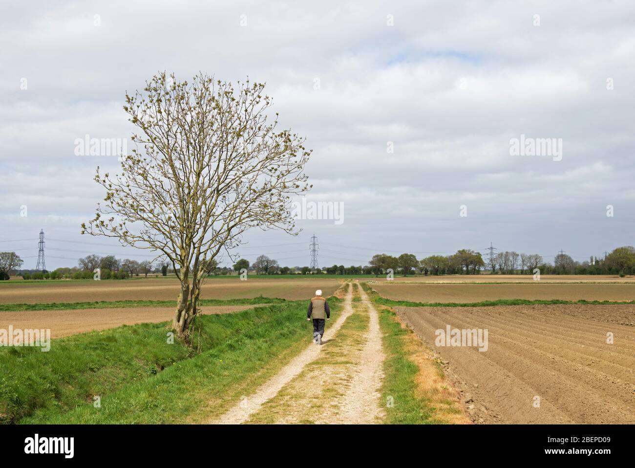 Homme marchant le long de la voie entre les champs arables, près du village d'Asselby, Easy Yorkshire, Angleterre Royaume-Uni Banque D'Images