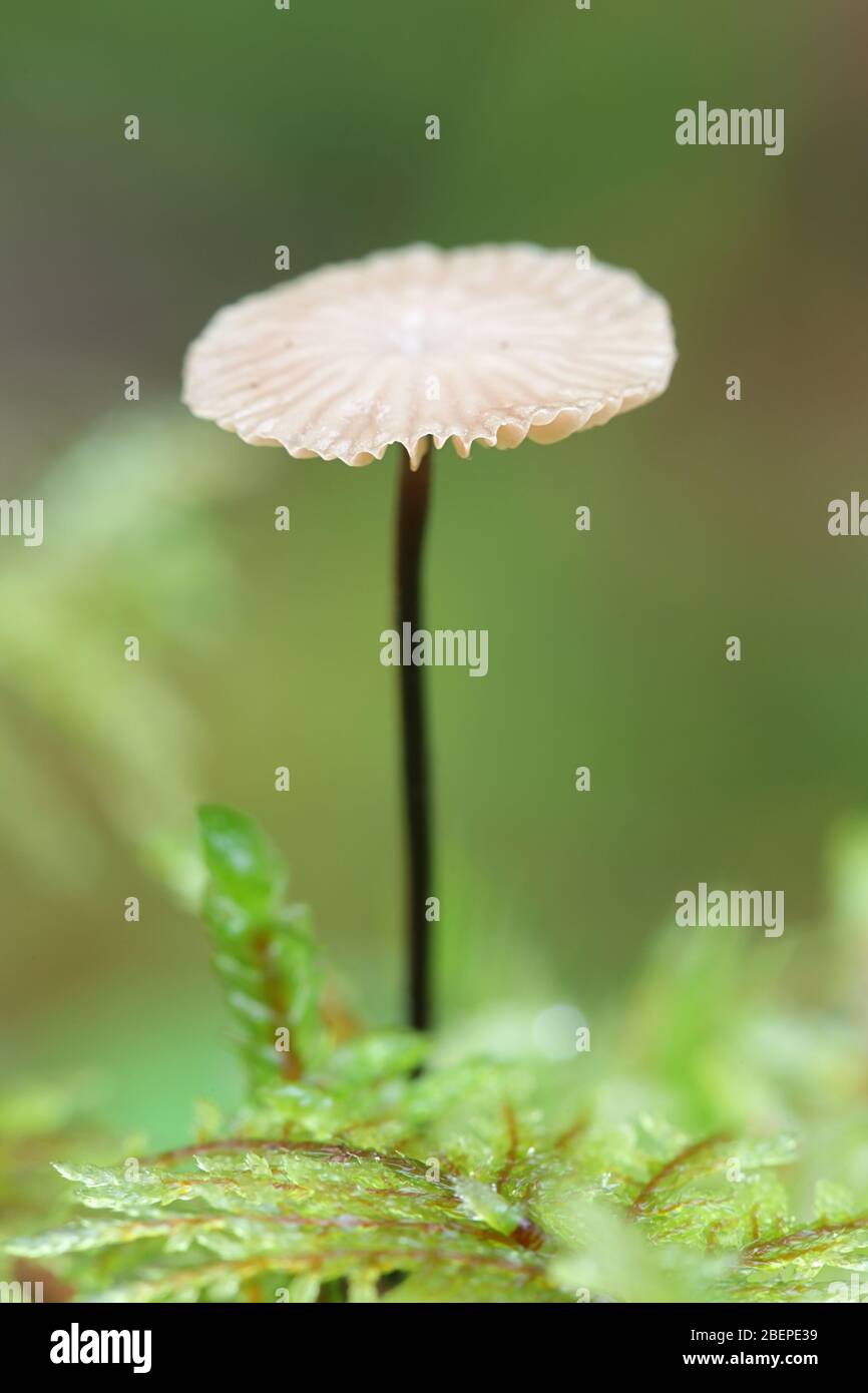 Gymnopus perforans, connu sous le nom de Parachute puant, de la Finlande aux champignons sauvages Banque D'Images