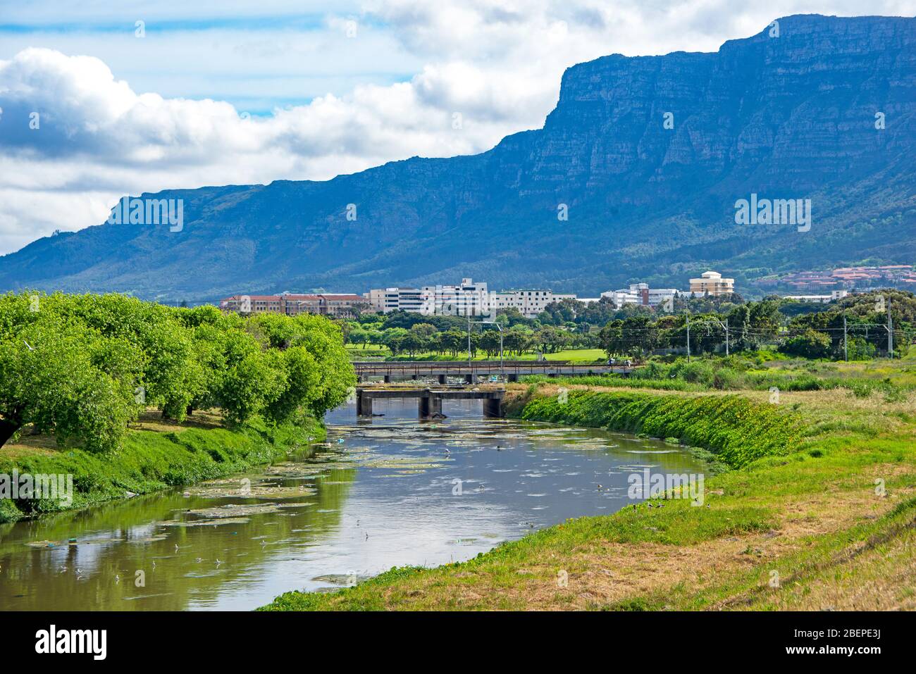 Les rives luxuriantes de la rivière Swart mènent au campus de l'Université du Cap à Rondebosch. La gamme Table Mountain se trouve derrière l'université. Beaucoup d'oiseaux qui se barboent peuvent être vus dans la rivière mais aussi beaucoup de pollution plastique. Banque D'Images