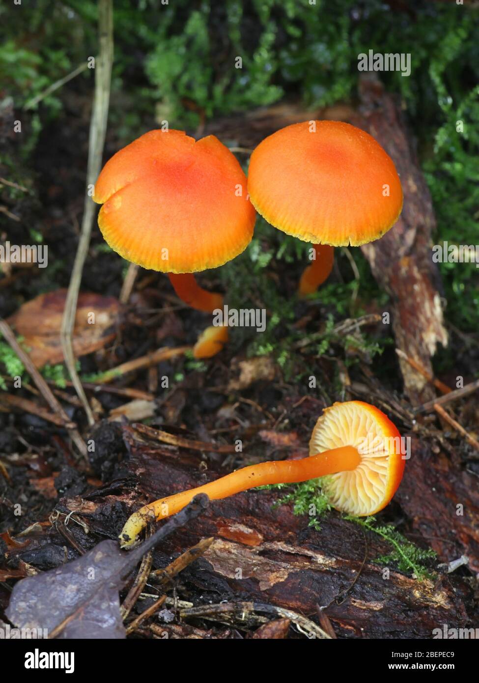 Reidii Hygrocybe, connu comme le miel Waxcap, champignons sauvages de Finlande Banque D'Images