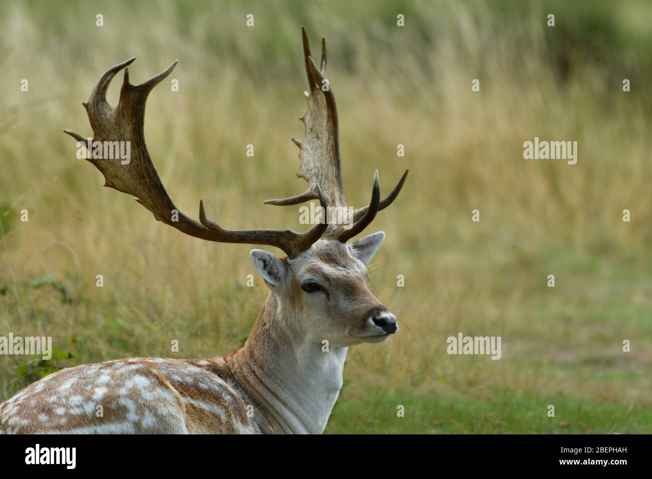 Fadlow cerf en couleurs d'automne Banque D'Images