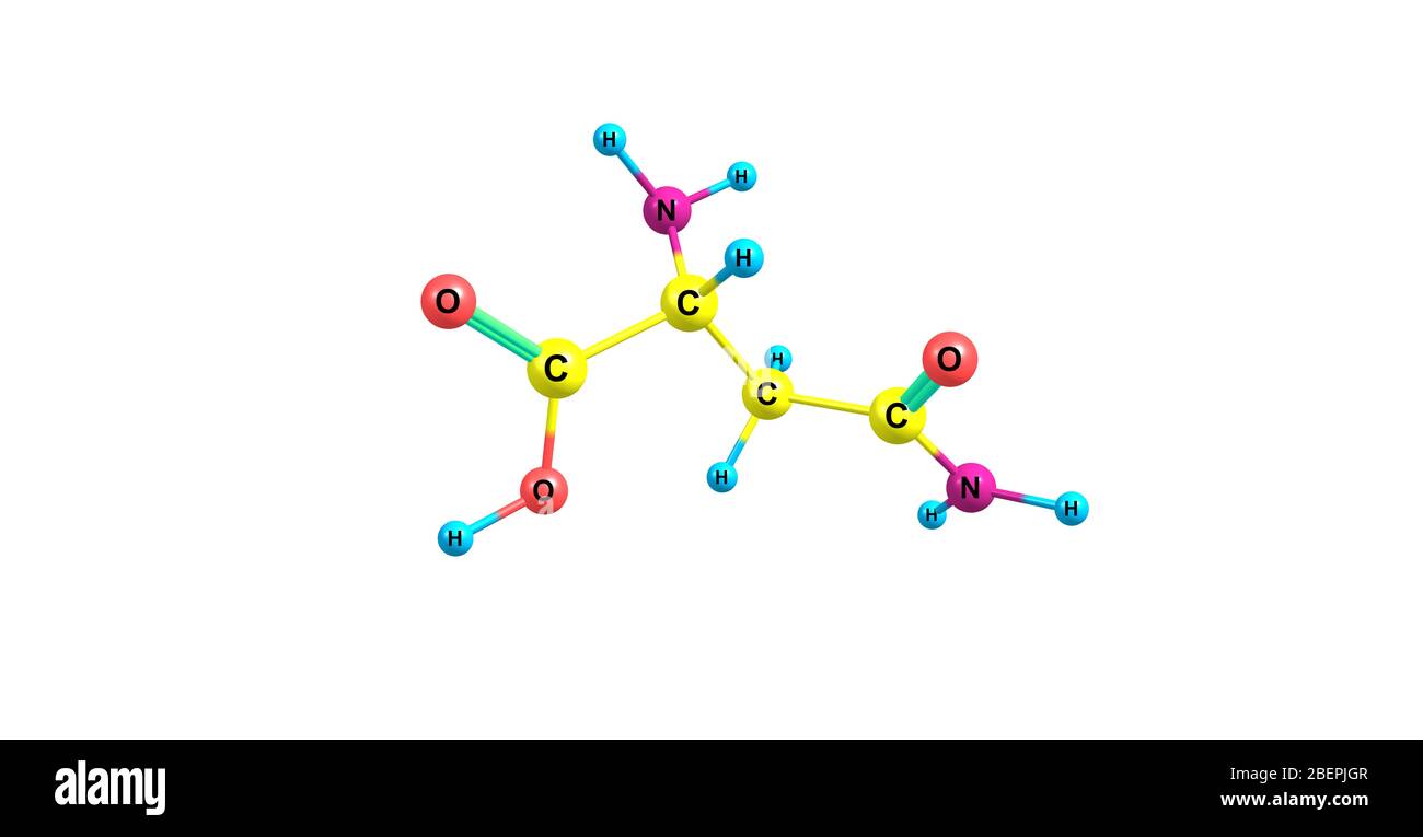 L'asparagine est l'un des 20 acides aminés naturels les plus courants sur Terre. Il a du carboxymide comme groupe fonctionnel de la chaîne latérale Banque D'Images