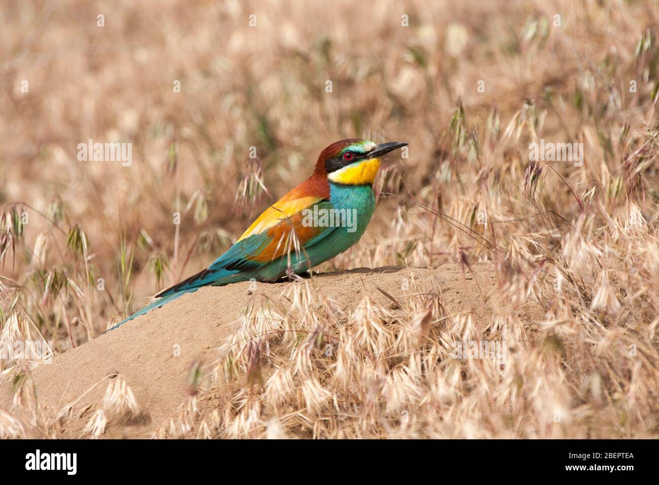 Guêpier commun ( Merops apiaster ) Espagne Banque D'Images