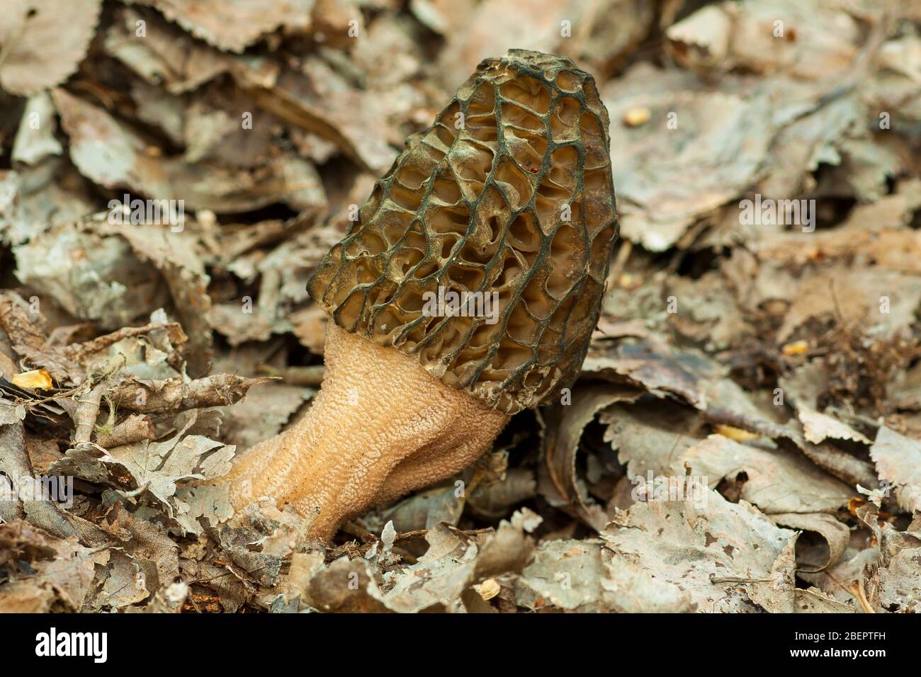 Morchella conica parmi les feuilles mortes de la forêt Banque D'Images