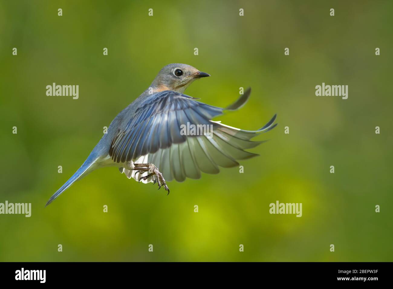 Un oiseau bleu oriental en vol. Banque D'Images