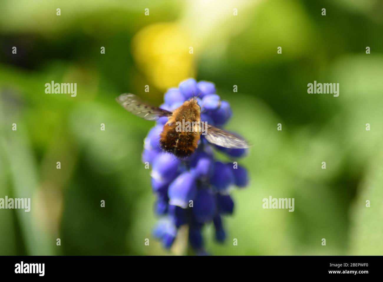 Énorme bordure sombre à la fleur de muscaris, Wollschweber auf Hyazinthe Banque D'Images