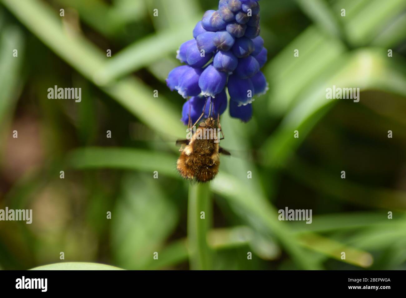 Énorme bordure sombre à la fleur de muscaris, Wollschweber auf Hyazinthe Banque D'Images