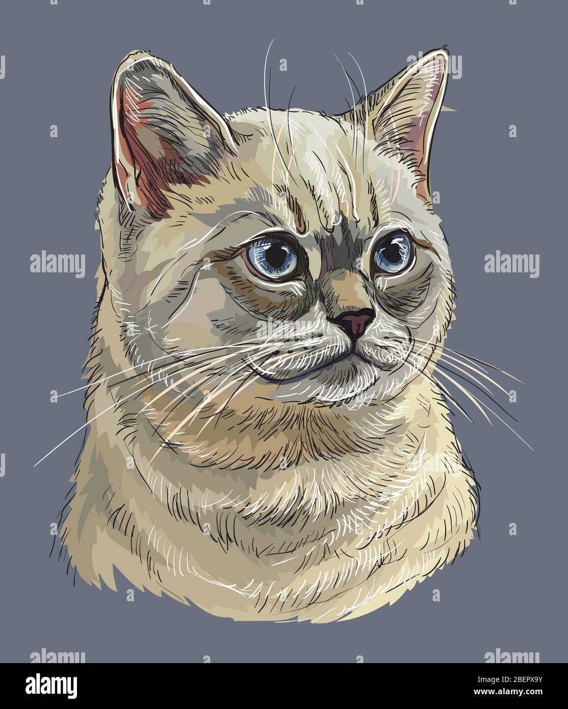 Portrait vectoriel coloré à la main du chat britannique isolé sur fond gris. Portrait réaliste de chat. Illustration vectorielle de chat moelleux. Image Illustration de Vecteur