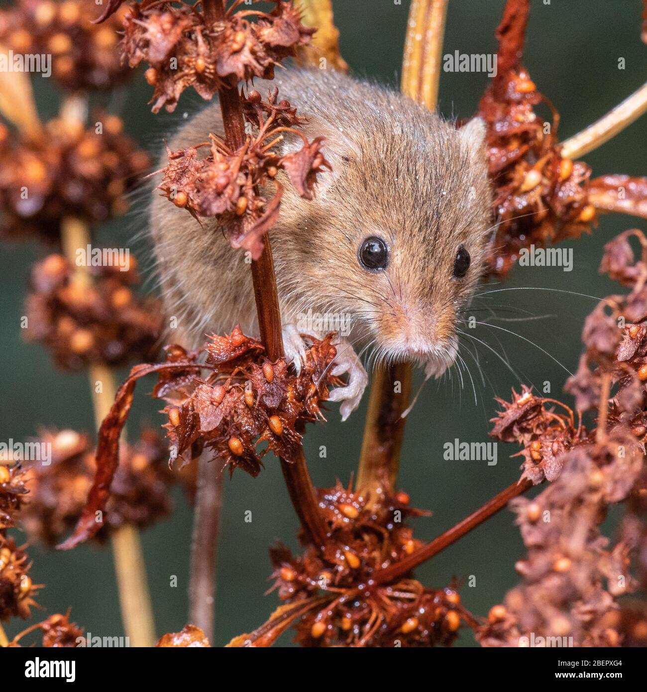 Souris d'Eurasie (Micromys minutus) Banque D'Images