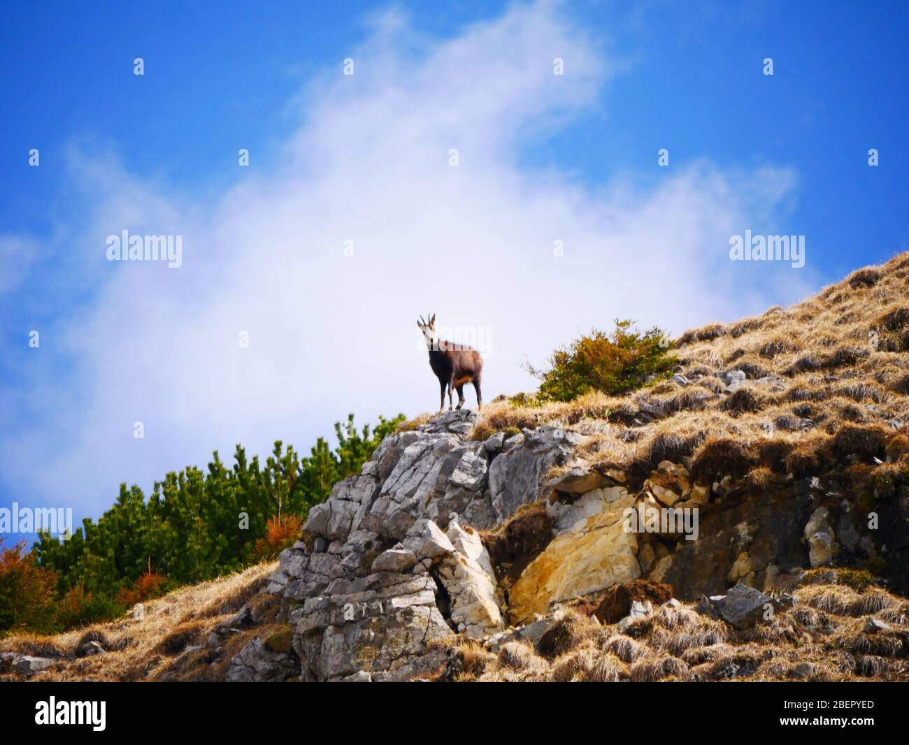 Bad Hindelang, Allemagne : un chamois devant un nuage Banque D'Images