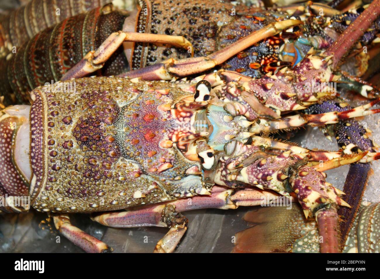 Rock orné Lobster Panulirus ornatus à vendre au marché nocturne de Hua Hin, Thaïlande Banque D'Images