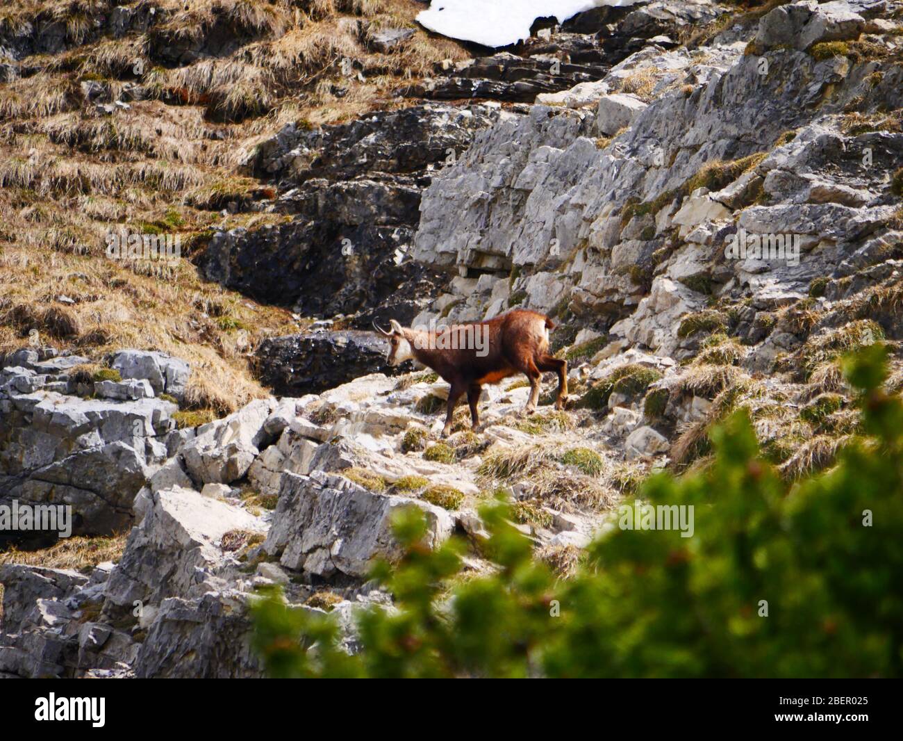 Bad Hindelang, Allemagne : un chamois qui tourne dans les Alpes Banque D'Images
