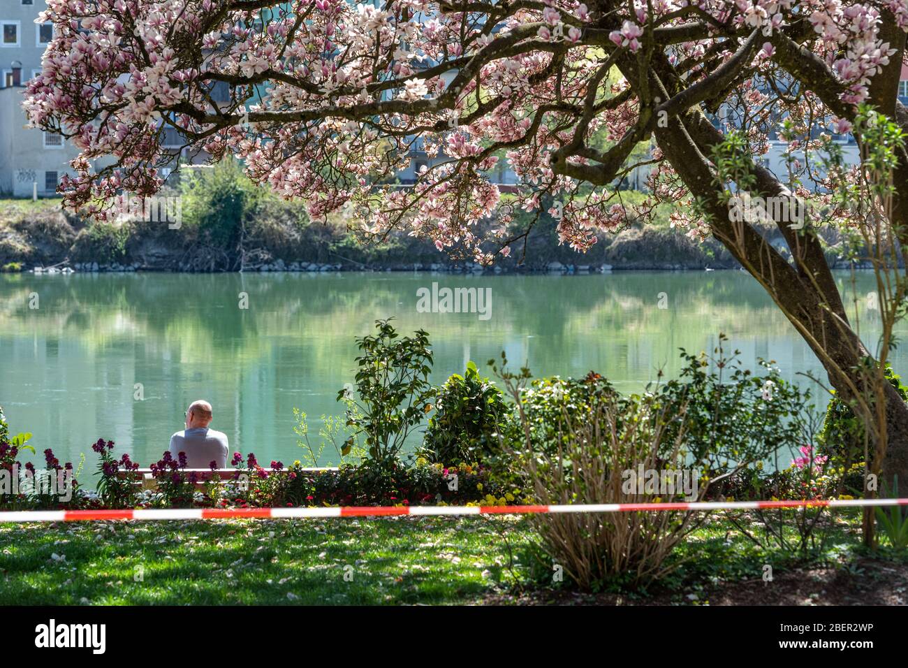 Passau, Allemagne. 15 avril 2020. Un homme est assis sous un arbre de magnolia fleuri sur un banc sur la promenade de l'auberge derrière un ruban adhésif. Crédit: Armin Weigel/dpa/Alay Live News Banque D'Images