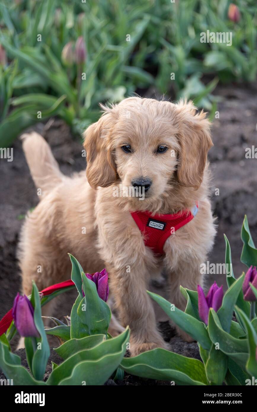 Schwaneberg, Allemagne. 13 avril 2020. Un mini-Goldendoodle se trouve dans un champ de tulipes. Il a été créé par la société Degenhardt, qui produit des bulbes de tulipes. Pour un petit supplément, n'importe qui peut prendre un bouquet de fleurs. Crédit: Stephan Schulz/dpa-Zentralbild/ZB/dpa/Alay Live News Banque D'Images