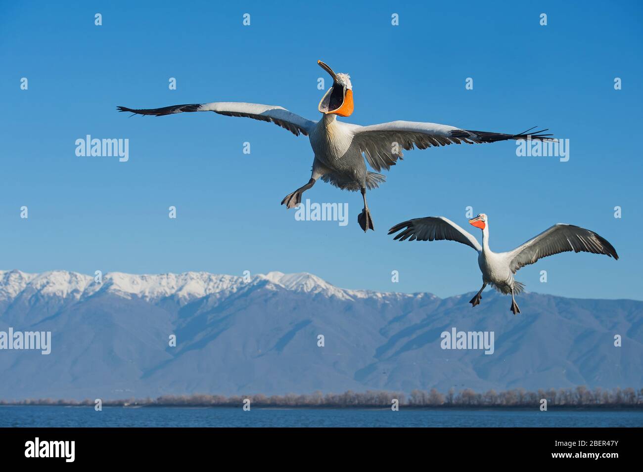 Pélicans, lac Kerkini, Grèce Banque D'Images