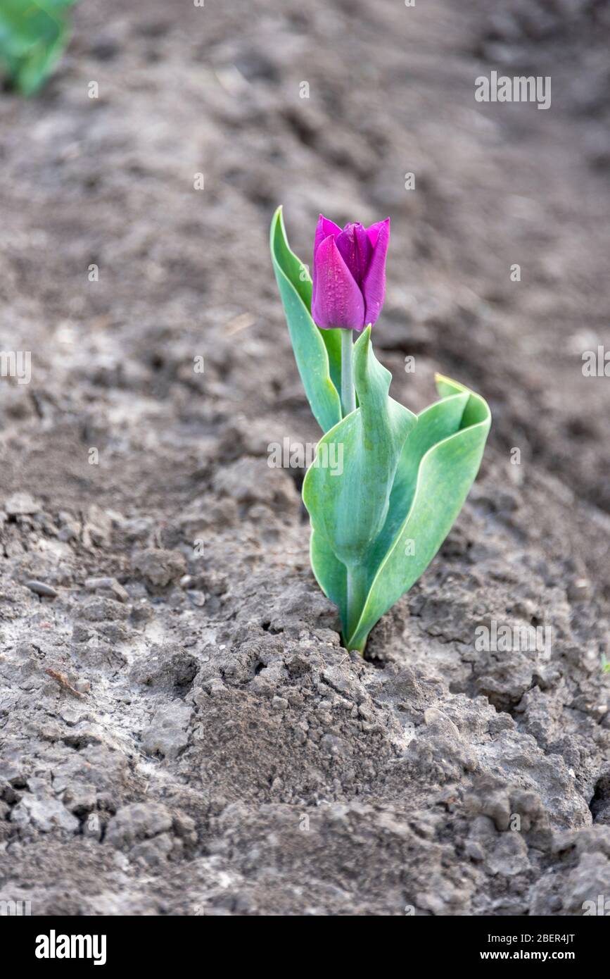 Schwaneberg, Allemagne. 13 avril 2020. Une tulipe violette se tient dans un champ. Crédit: Stephan Schulz/dpa-Zentralbild/ZB/dpa/Alay Live News Banque D'Images