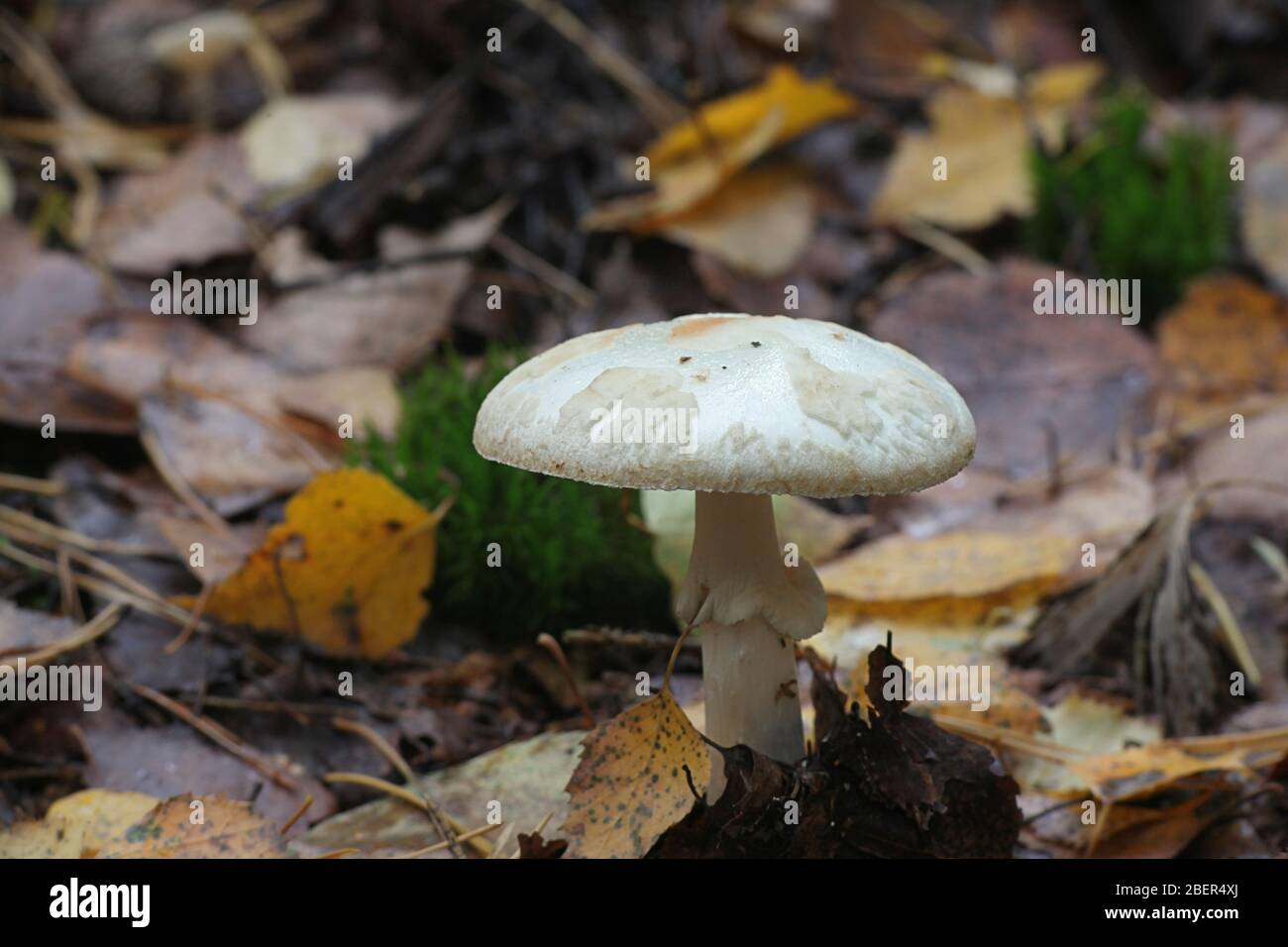 L'Amanita citrina, connu sous le faux plafond de la mort ou de citron amanita, à partir de la Finlande aux champignons sauvages Banque D'Images