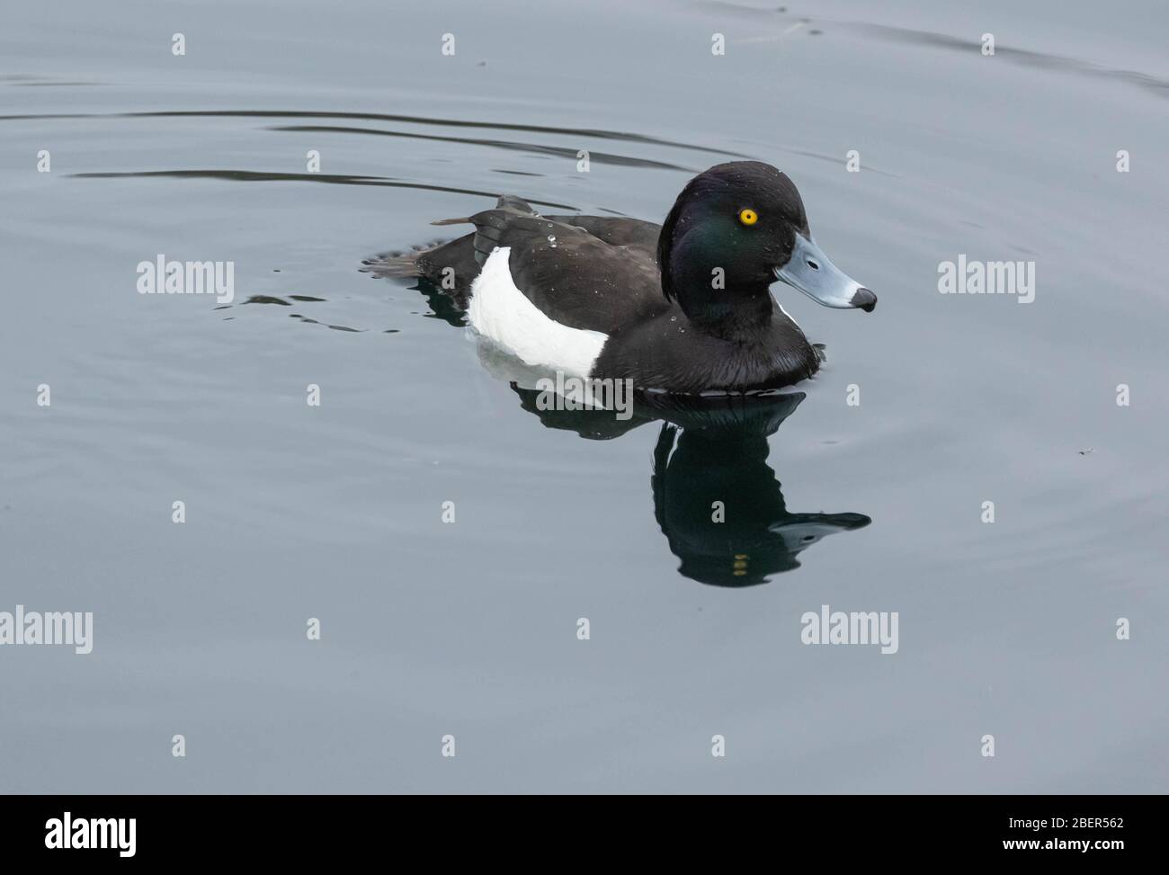 Un seul canard touffé (Royaume-Uni) nageant sur un lac. Banque D'Images