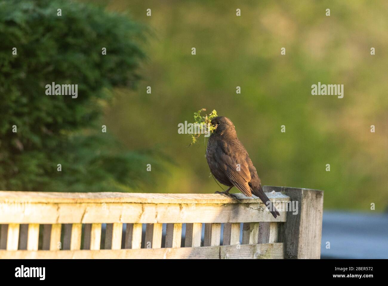 Un oiseau noir femelle (Royaume-Uni) transportant du matériel de nidification dans son bec. Elle a rassemblé des mousses et des perches sur une clôture avant de voler dans son nid. Banque D'Images