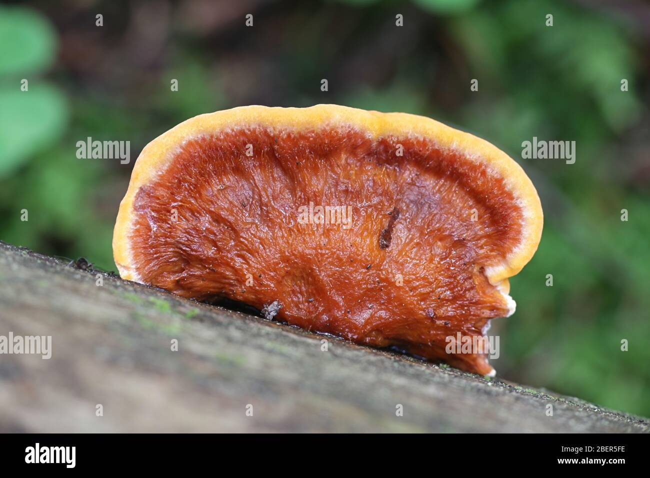 Gloeophyllum odoratum, connu sous le nom de mazegill anis, polypore sauvage de Finlande Banque D'Images