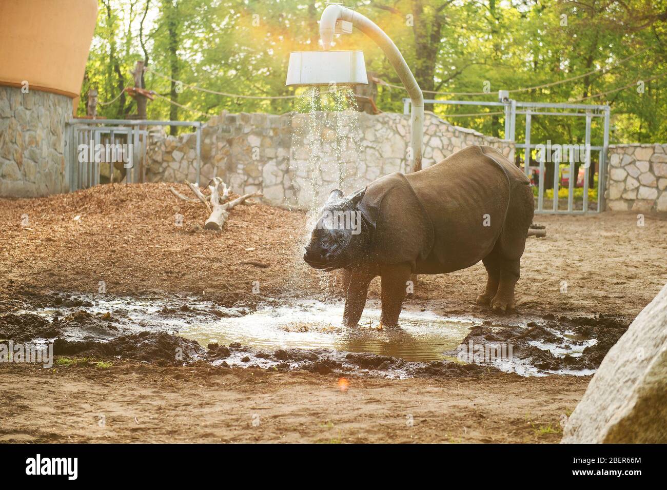 rhino au zoo prendre une douche Banque D'Images