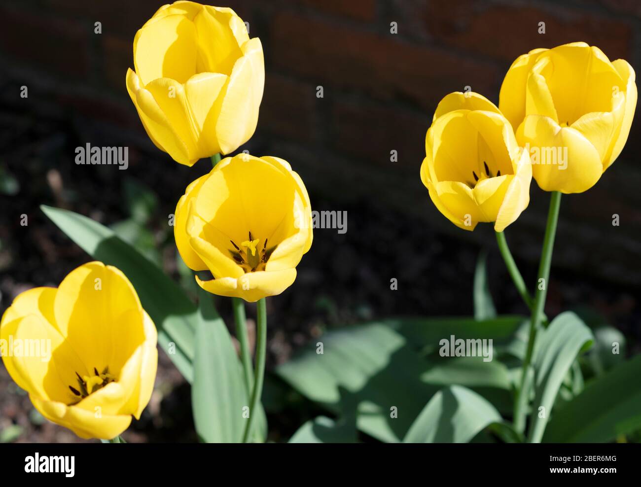 Un affichage de printemps chaud de tulipes jaunes Banque D'Images
