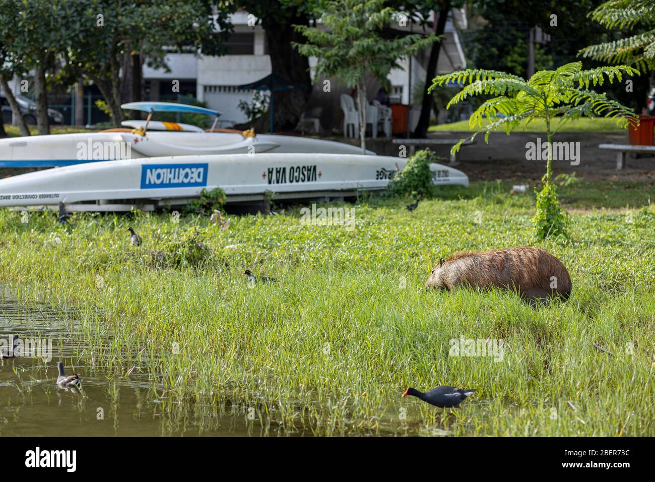 Le rongeur géant capybara pacage dans un champ par une journée ensoleillée au lac de Rio de Janeiro avec des bateaux à ramer et rue urbaine en arrière-plan et dans le coot Banque D'Images