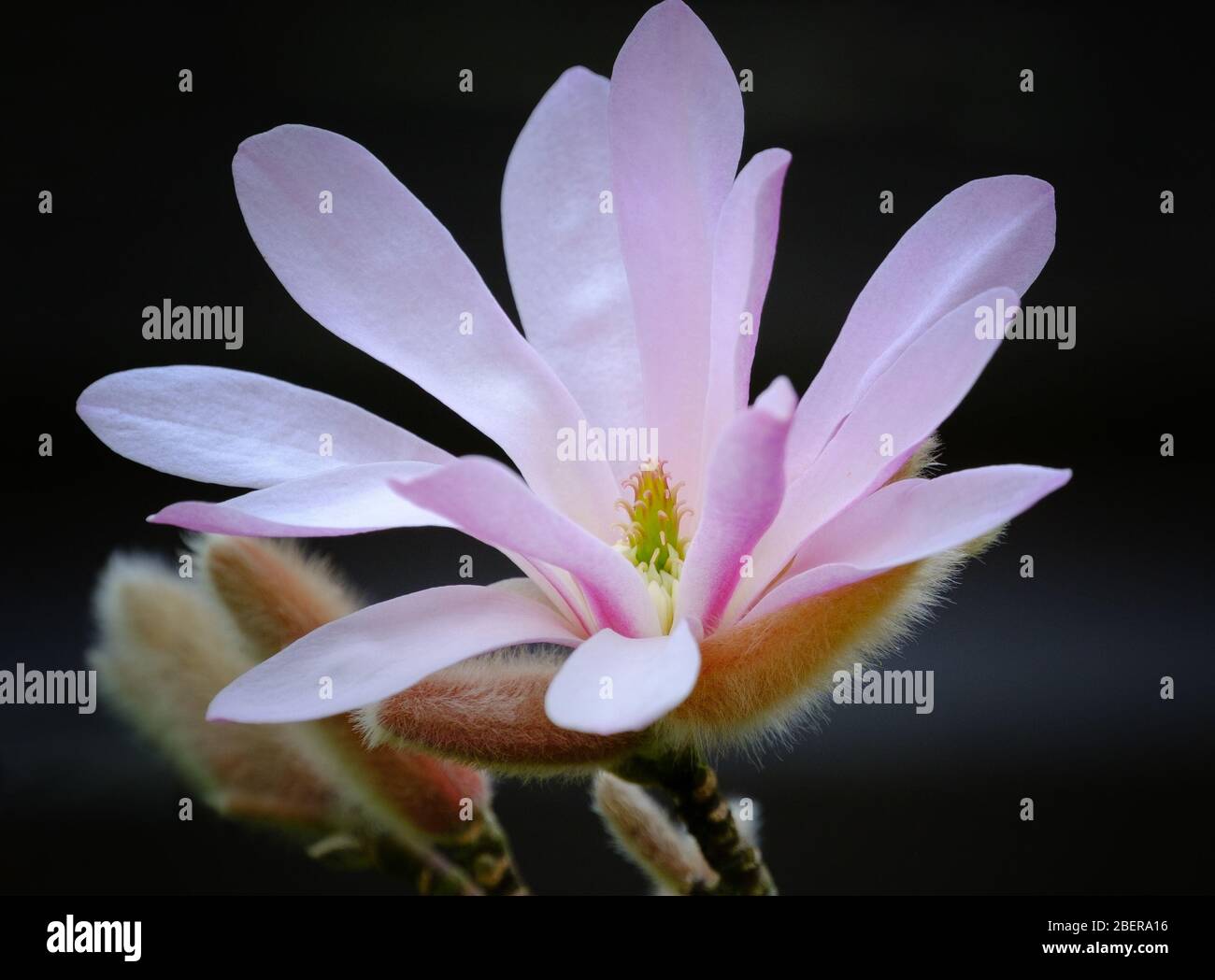 Gros plan d'une fleur rose de Magnolia en pleine floraison dans un jardin de printemps Banque D'Images