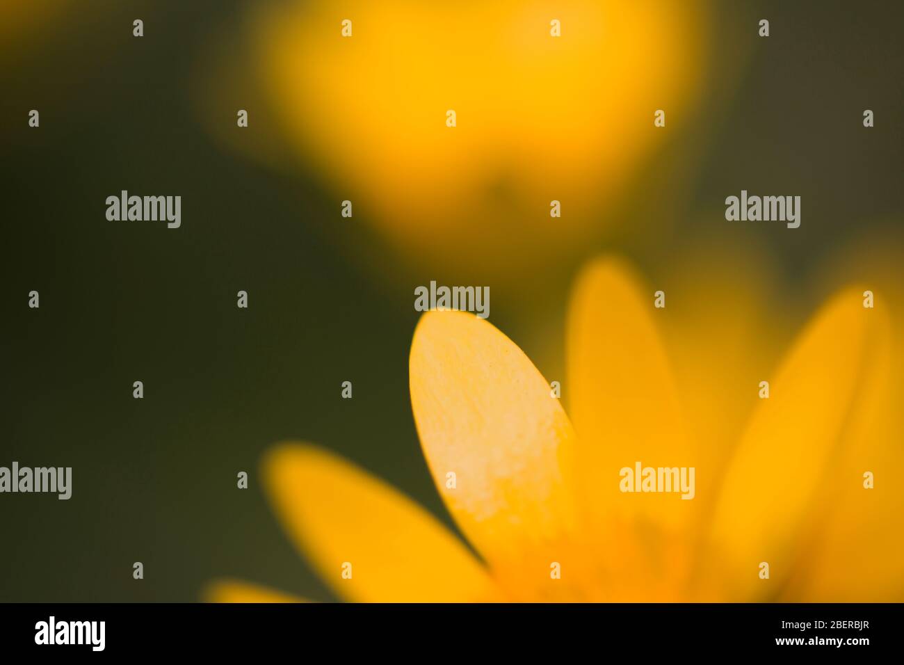 Macro fleur jaune abstraite Banque D'Images