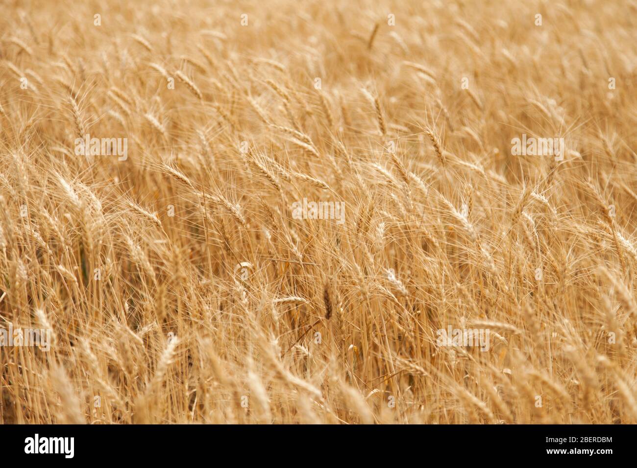 Pousse le blé sur le dessus prêt à tondre Banque D'Images