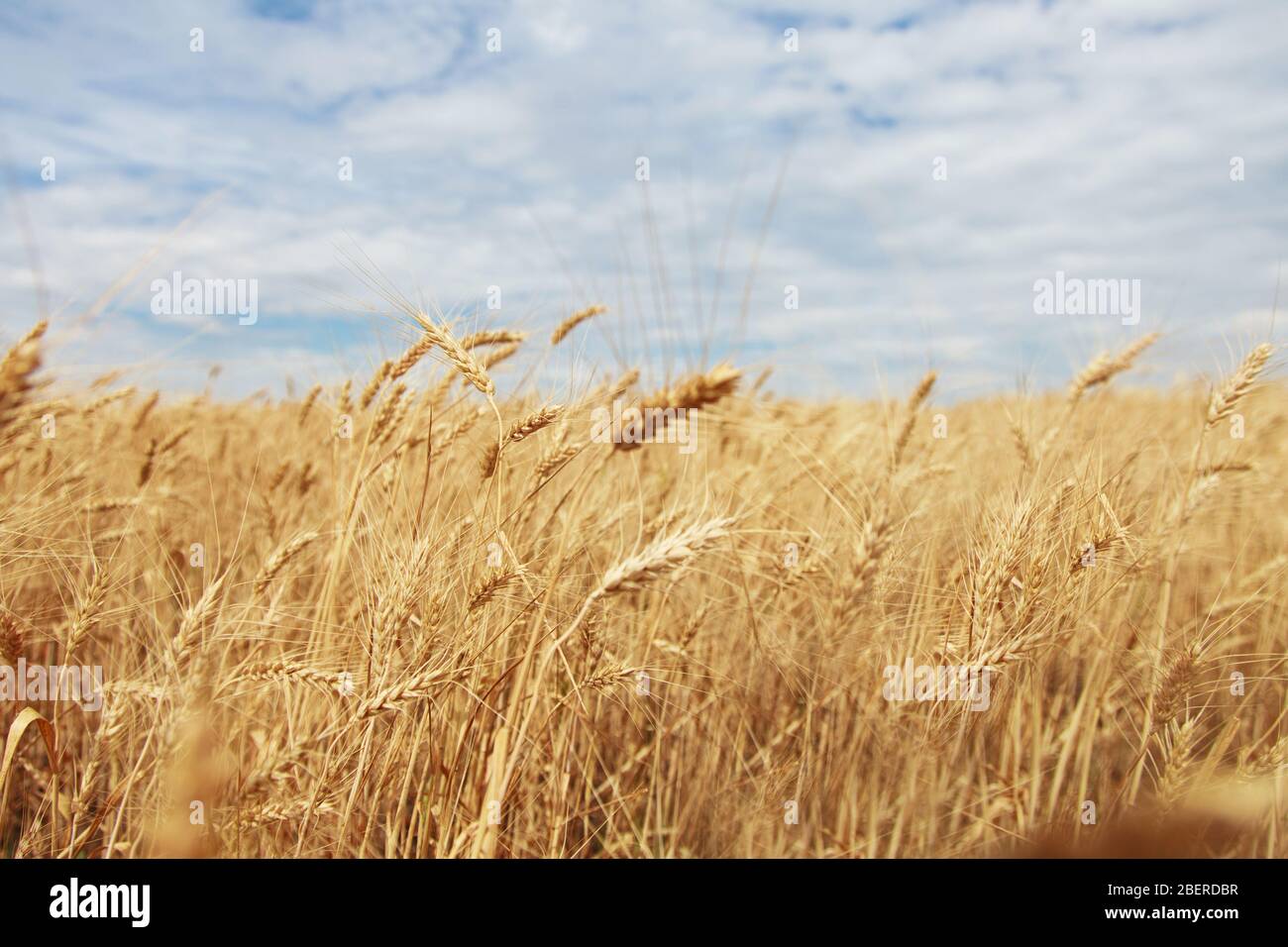 Champ d'été avec blé doré et ciel bleu Banque D'Images