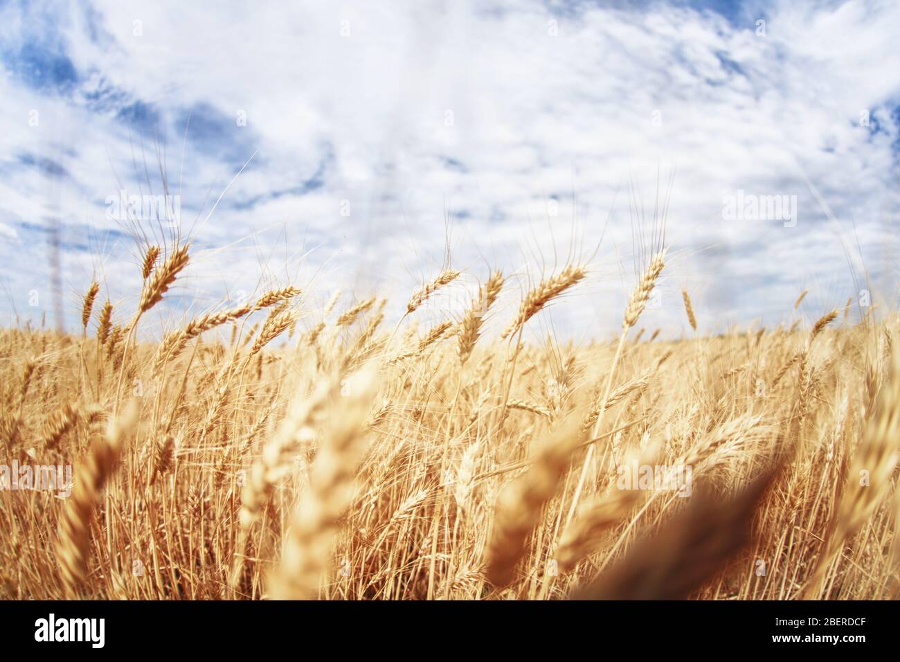 semolina wheat plant banque d image et photos alamy