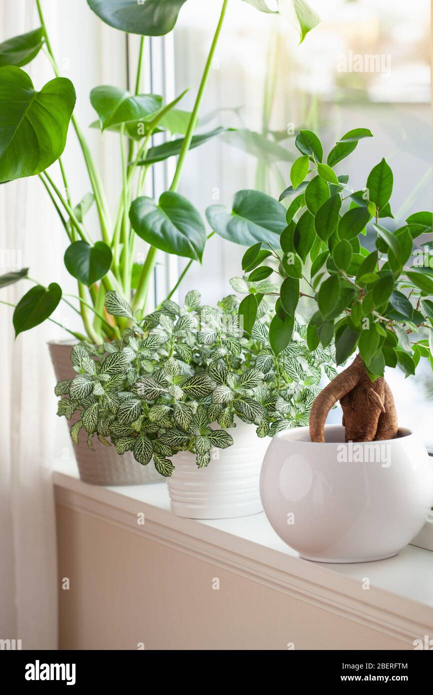 plantes vertes fittonia, monstera et ficus microcarpa ginseng dans des pots blancs sur fenêtre Banque D'Images