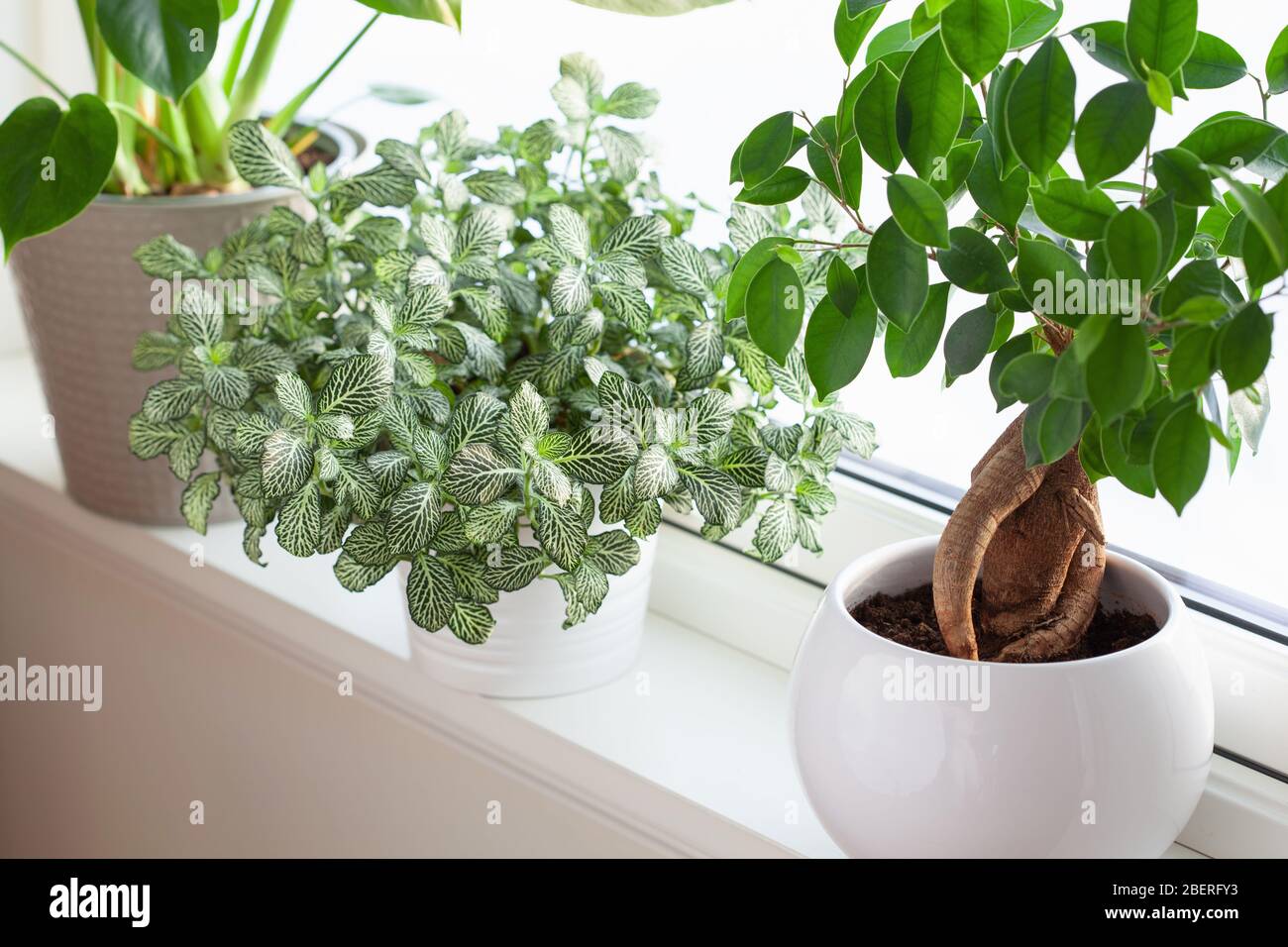 plantes vertes fittonia, monstera et ficus microcarpa ginseng dans des pots blancs sur fenêtre Banque D'Images