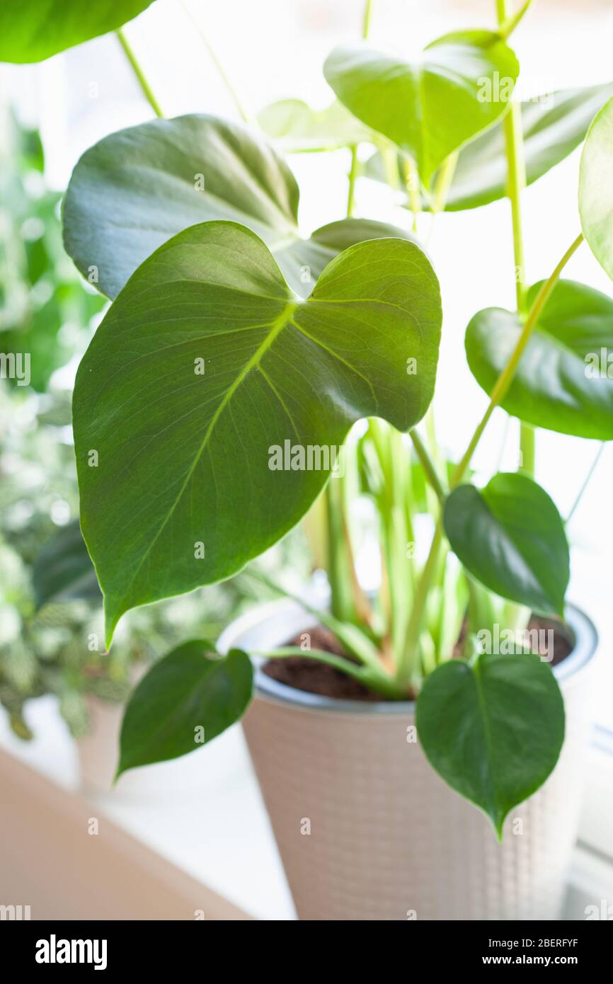 plantes vertes fittonia, monstera dans des pots blancs sur fenêtre Banque D'Images