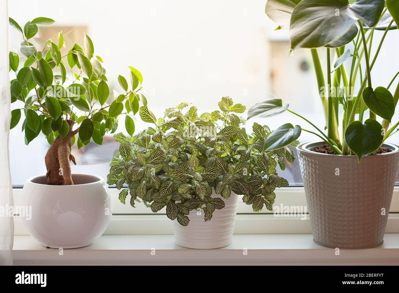 plantes vertes fittonia, monstera et ficus microcarpa ginseng dans des pots blancs sur fenêtre Banque D'Images
