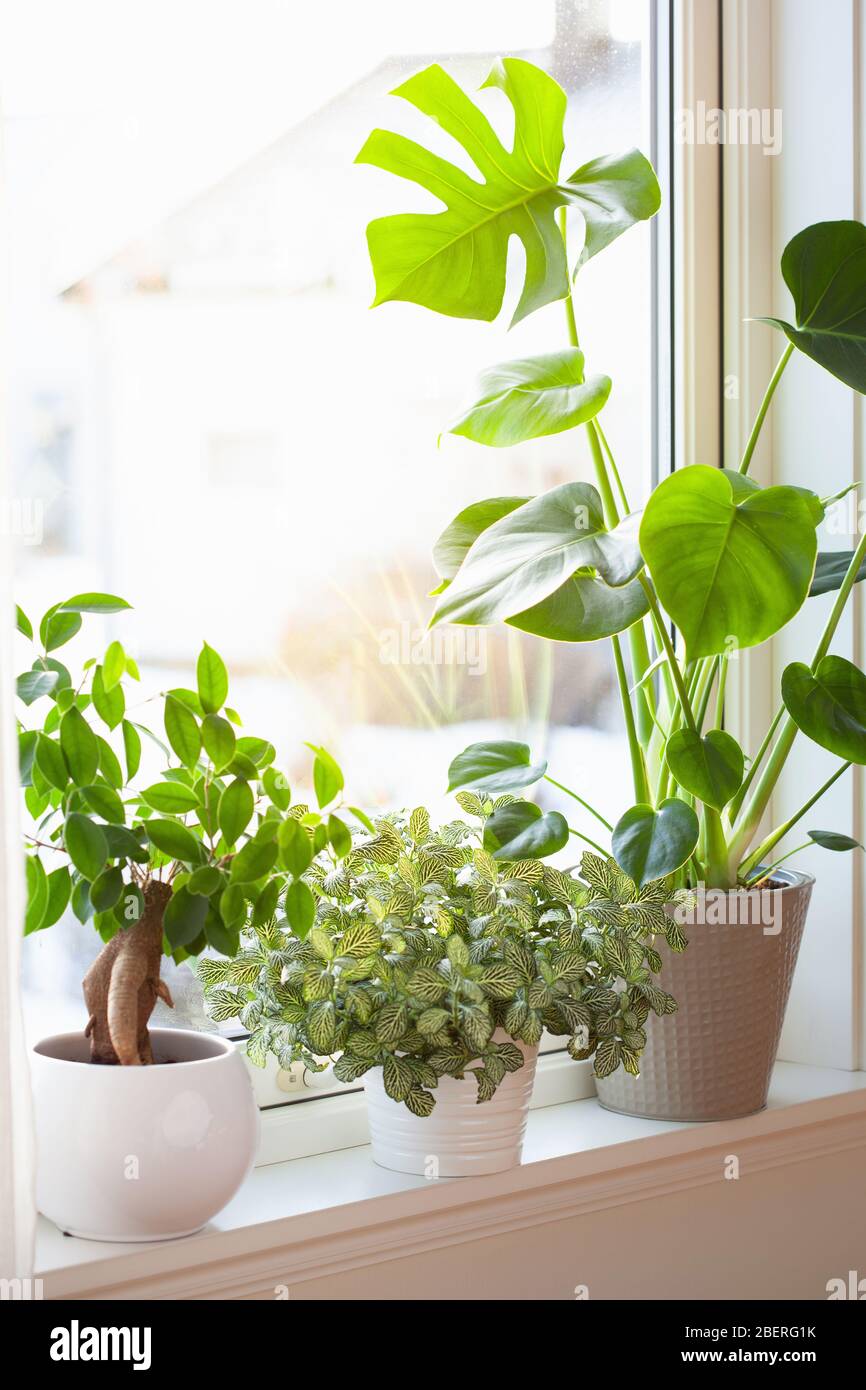 plantes vertes fittonia, monstera et ficus microcarpa ginseng dans des pots blancs sur fenêtre Banque D'Images