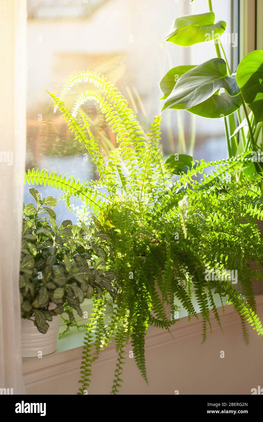 plantes vertes fittonia, nephrolepis et monstera dans des pots blancs sur fenêtre Banque D'Images