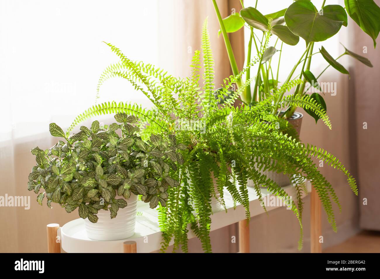 plantes vertes fittonia, nephrolepis et monstera dans des pots blancs sur fenêtre Banque D'Images