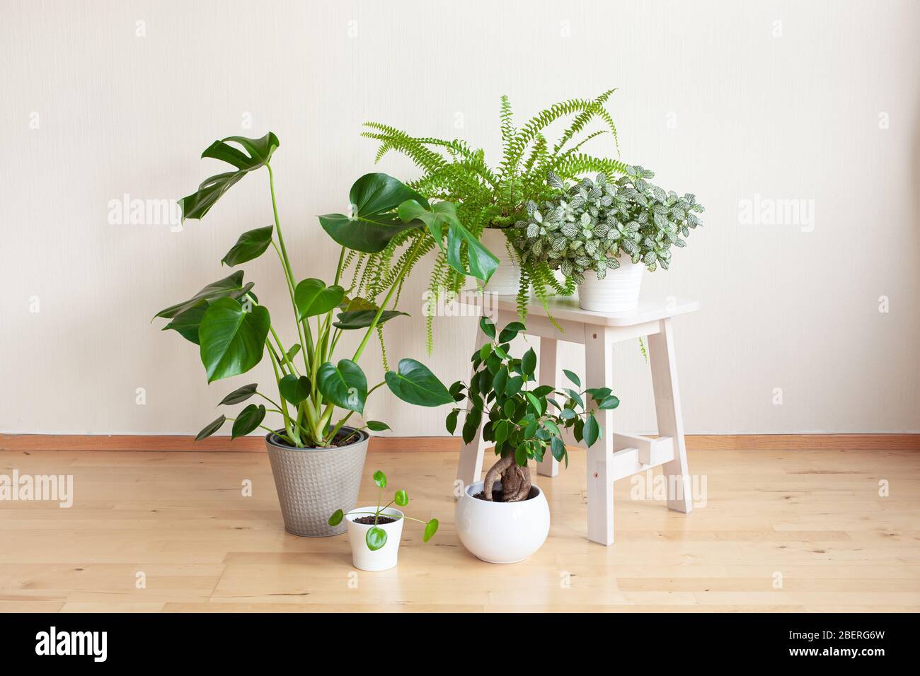 plantes ménagères fittonia, monstera, nephrolepis et ficus microcarpa ginseng dans des pots blancs Banque D'Images