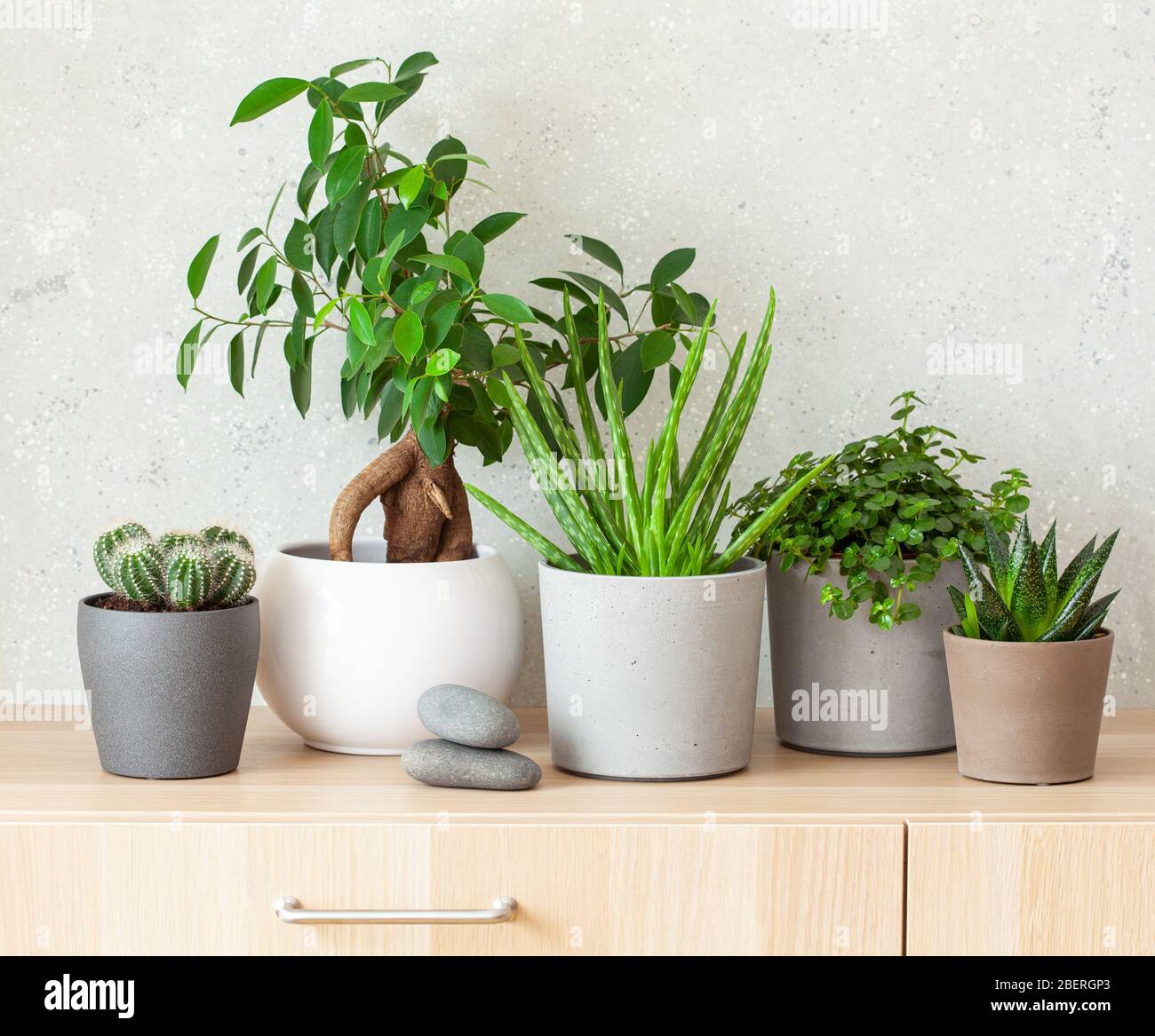 plantes vertes cactus succulent aloe vera, gasteria duval, pilea dépresseurs, parodia wasii, ficus Banque D'Images