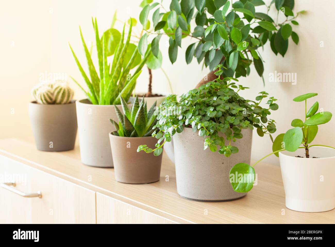 plantes vertes cactus succulent aloe vera, gasteria duval, pilea dépresseurs, parodia wasii, ficus Banque D'Images