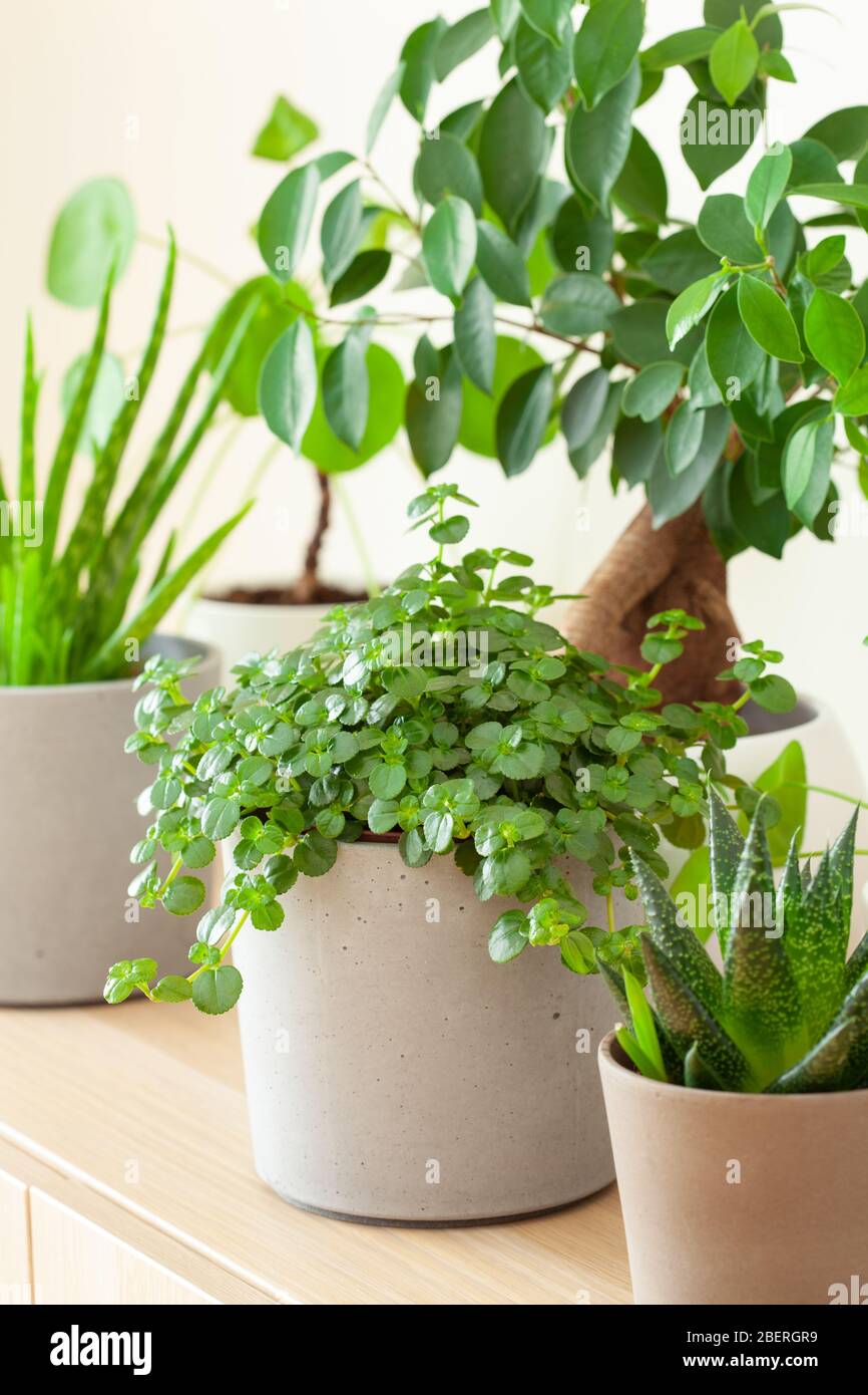 plantes vertes cactus succulent aloe vera, gasteria duval, pilea dépresseurs, parodia wasii, ficus Banque D'Images