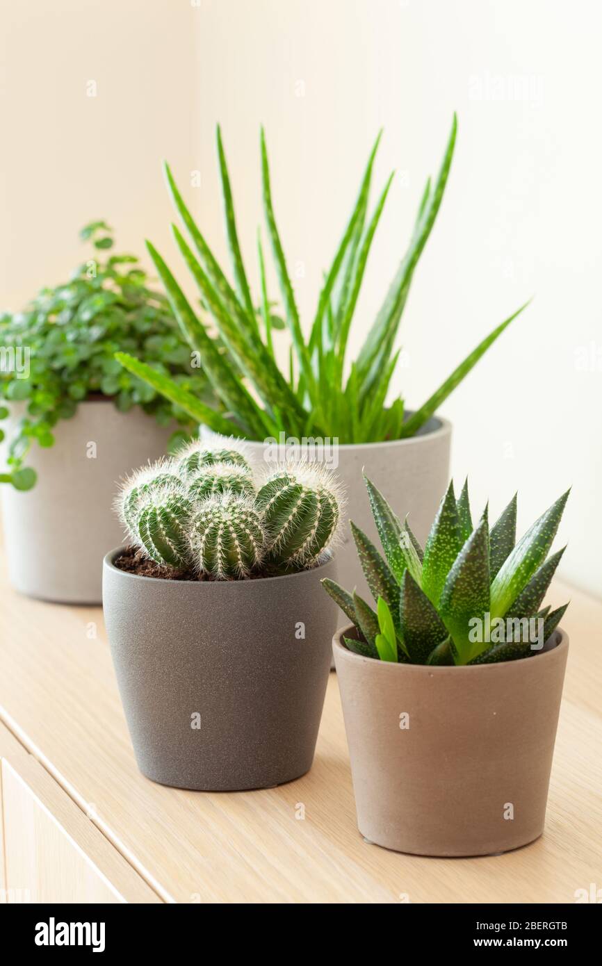 plantes vertes succulentes aloe vera, gasteria duval, pilea dépresseurs, parodia wasii Banque D'Images