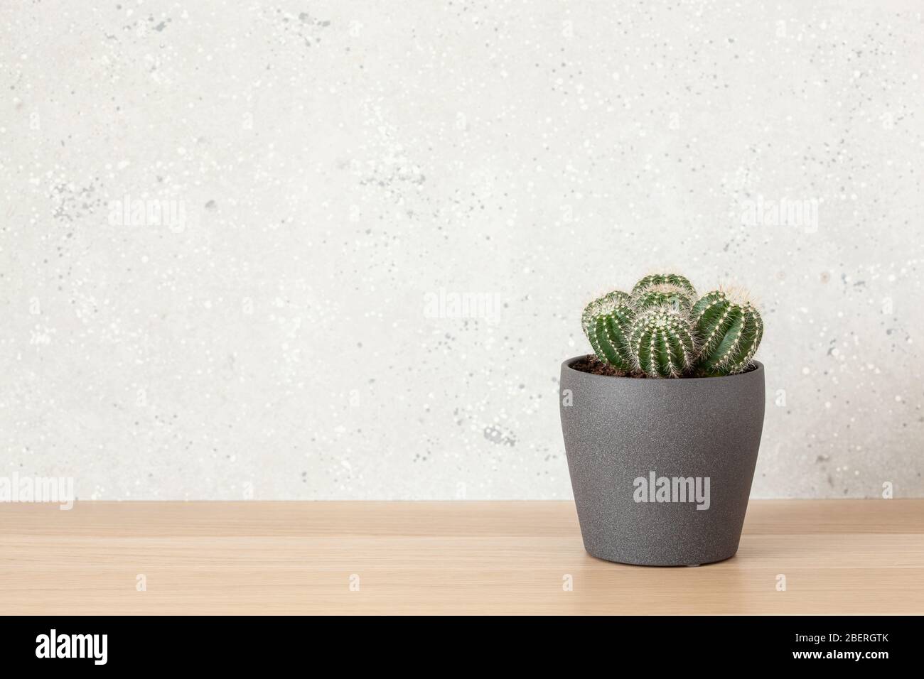 cactus parodia warasii, une plante verte Banque D'Images