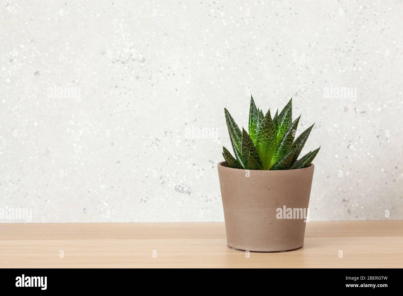green houseplant succulent gasteria duval Banque D'Images