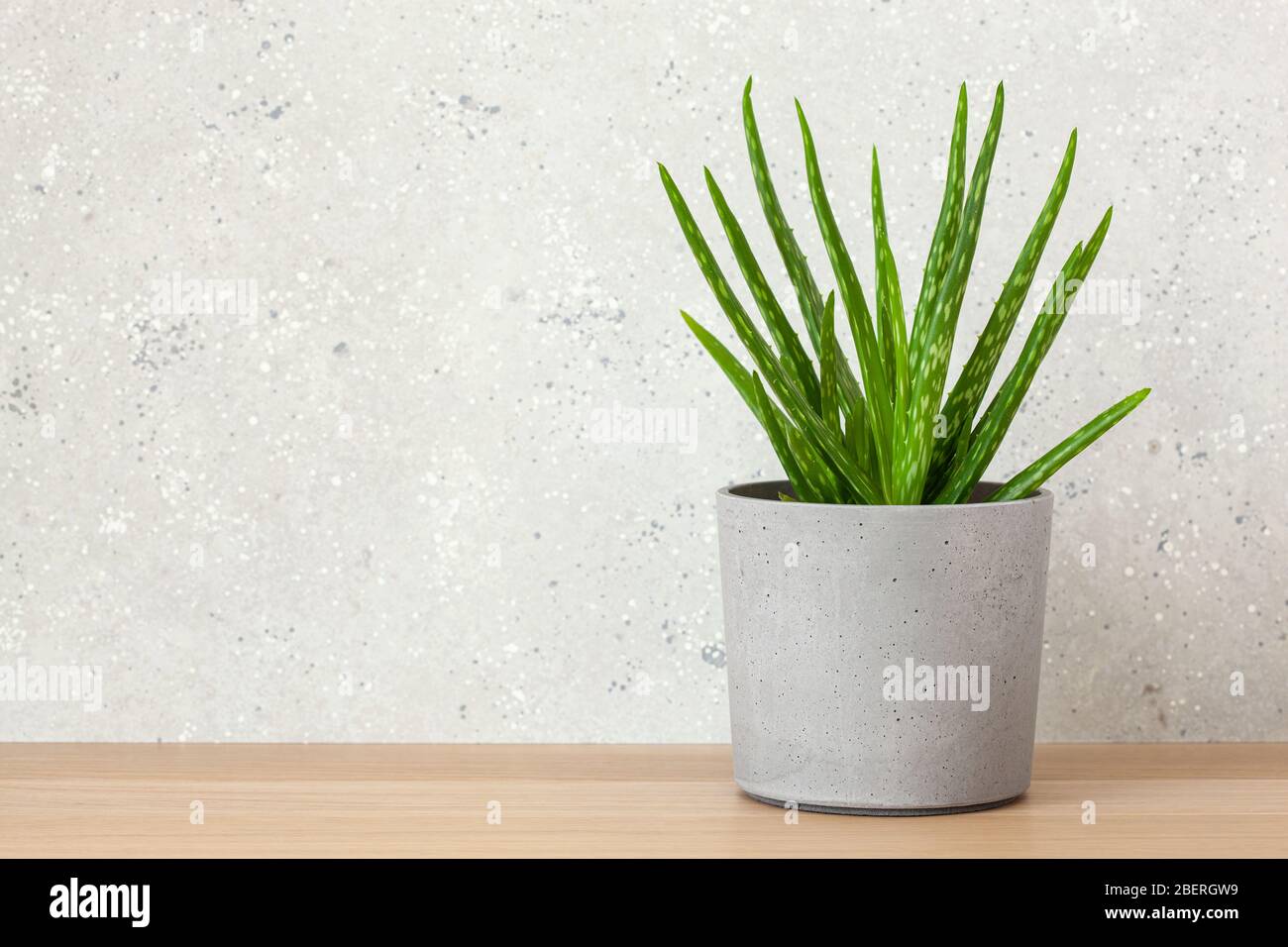 plantes vertes succulentes aloe vera Banque D'Images